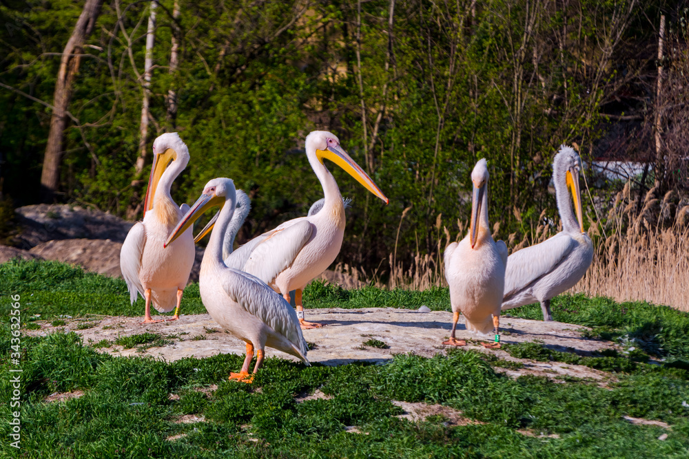 Group of Eiuropean pelicans on an island Group of Eiuropean pelicans on an island
