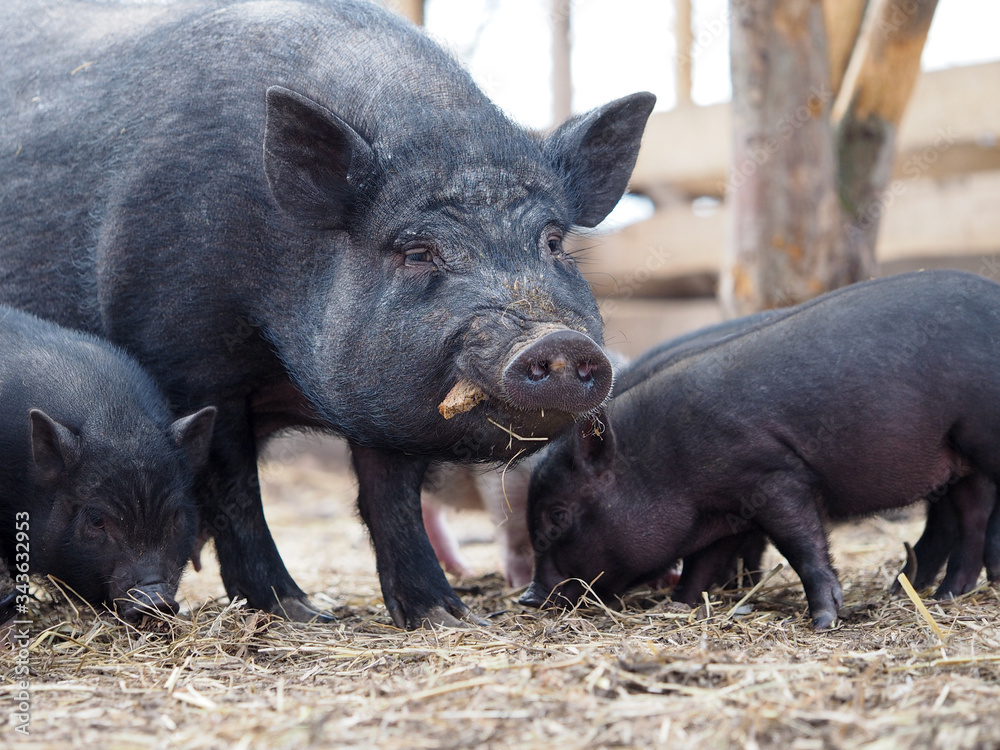 Vietnamese black pigs on a farm run. Little pigs Vietnamese black pigs on a farm run. Little pigs