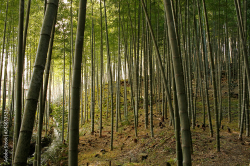 Arashiyama Bamboo Grove