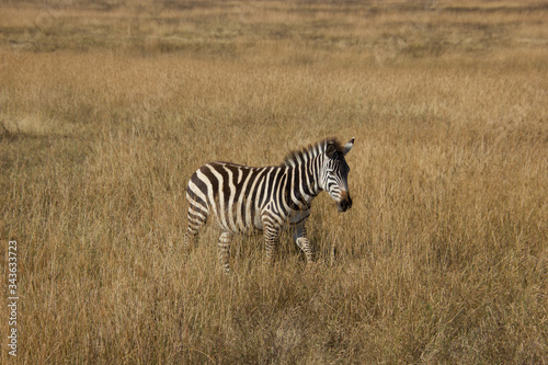 zebra walking through the african steppe under golden sunlight