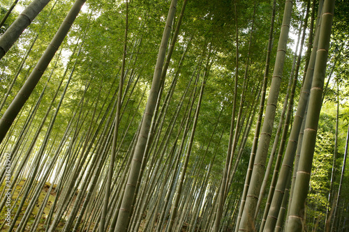 Fototapeta Naklejka Na Ścianę i Meble -  Arashiyama Bamboo Grove