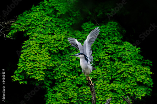 black crowned night heron in forest