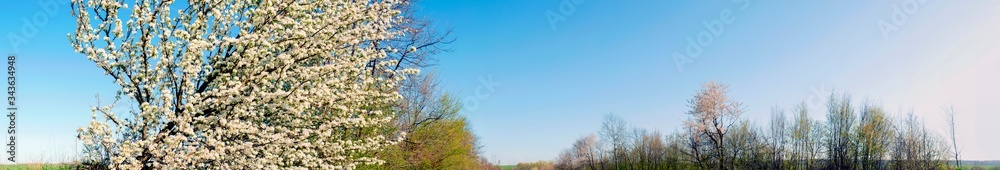 Panorama view of mountain meadow with flowering pear trees against a backdrop of spruce forest and picturesque sky Panorama view of mountain meadow with flowering pear trees against a backdrop of spruce forest and picturesque sky