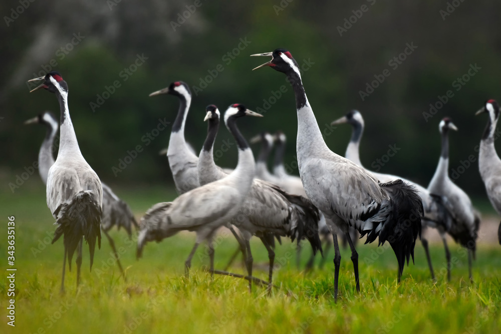 Obraz premium Common crane (Grus grus) in the wild. Early morning on swamp erens.