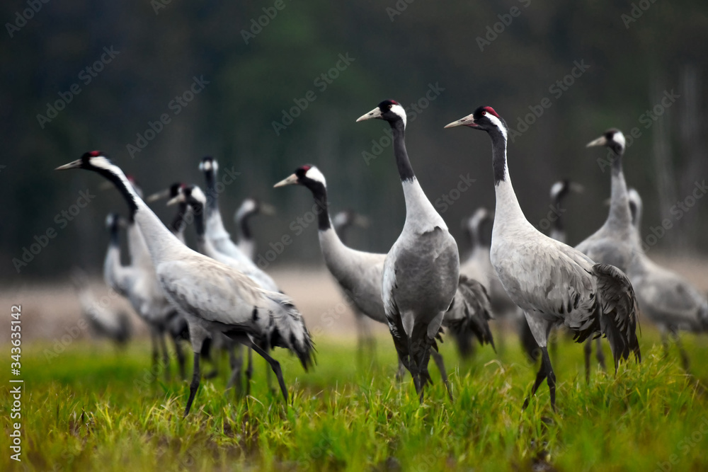 Fototapeta premium Common crane (Grus grus) in the wild. Early morning on swamp erens.