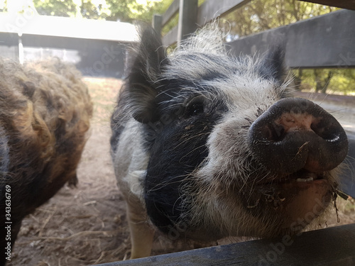 Rescue pigs in a fenced paddock.