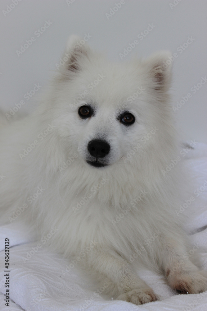 Pure breed, Japanese Spitz, six year old, adult male. 