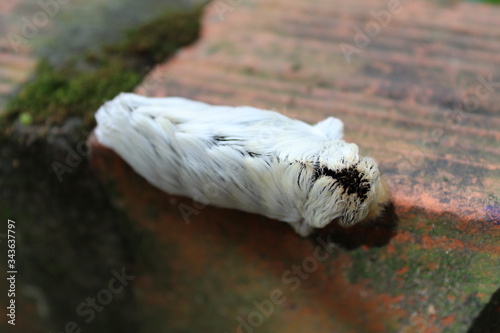 Southern Flannel Moth photo