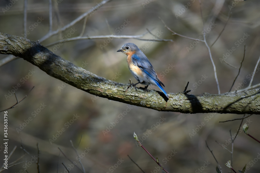 Bluebird, Female, Perched on Tree Branch with Dappled Sunlight Bluebird, Female, Perched on Tree Branch with Dappled Sunlight