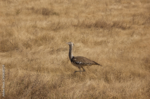 almost camouflaged Kori bustard in the african steppe