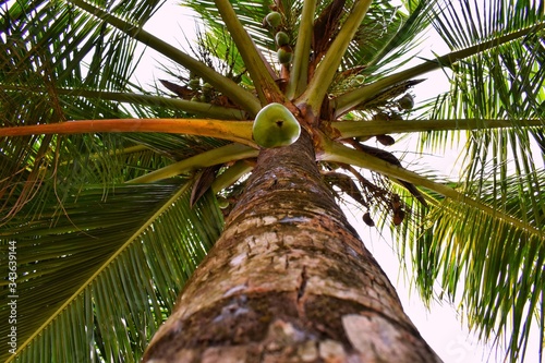 Fototapeta Naklejka Na Ścianę i Meble -  coconut palm tree