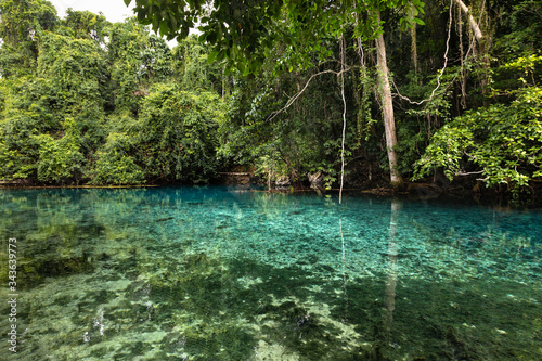 lush rainforest around freshwater blue lagoon blue hole Espirito Santo island Vanuatu Oceania 