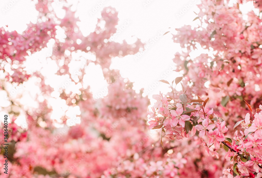 Obraz premium pink bloom sakura tree close up spring