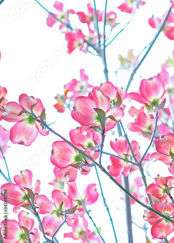 Pink dogwood tree in bloom