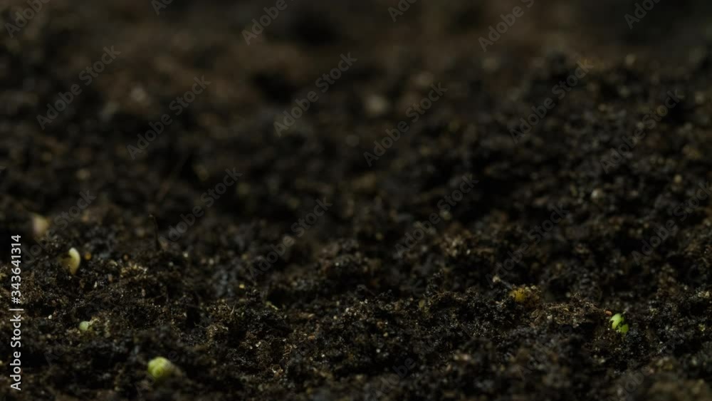 Close-up microgreens, growing plants in timelapse, sprouts germination newborn cress salad plant in greenhouse agriculture Close-up microgreens, growing plants in timelapse, sprouts germination newborn cress salad plant in greenhouse agriculture