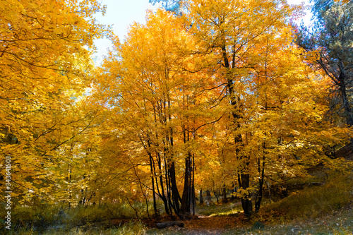 Fototapeta Naklejka Na Ścianę i Meble -  Maple Trees in Autumn