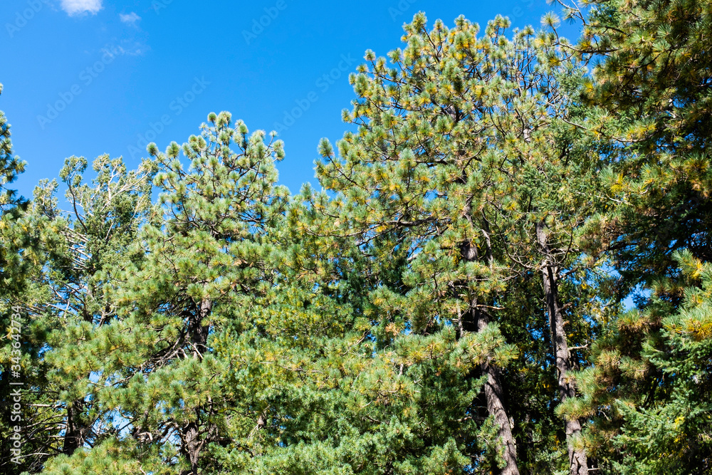 Pine tree canopy