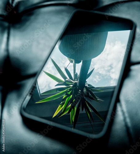 Canvastavla Palm tree thru phone