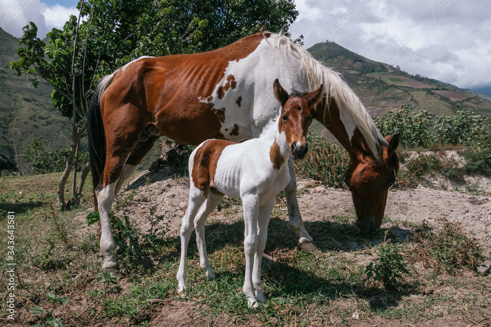Mare and foal, mother and son pinto horses Mare and foal, mother and son pinto horses