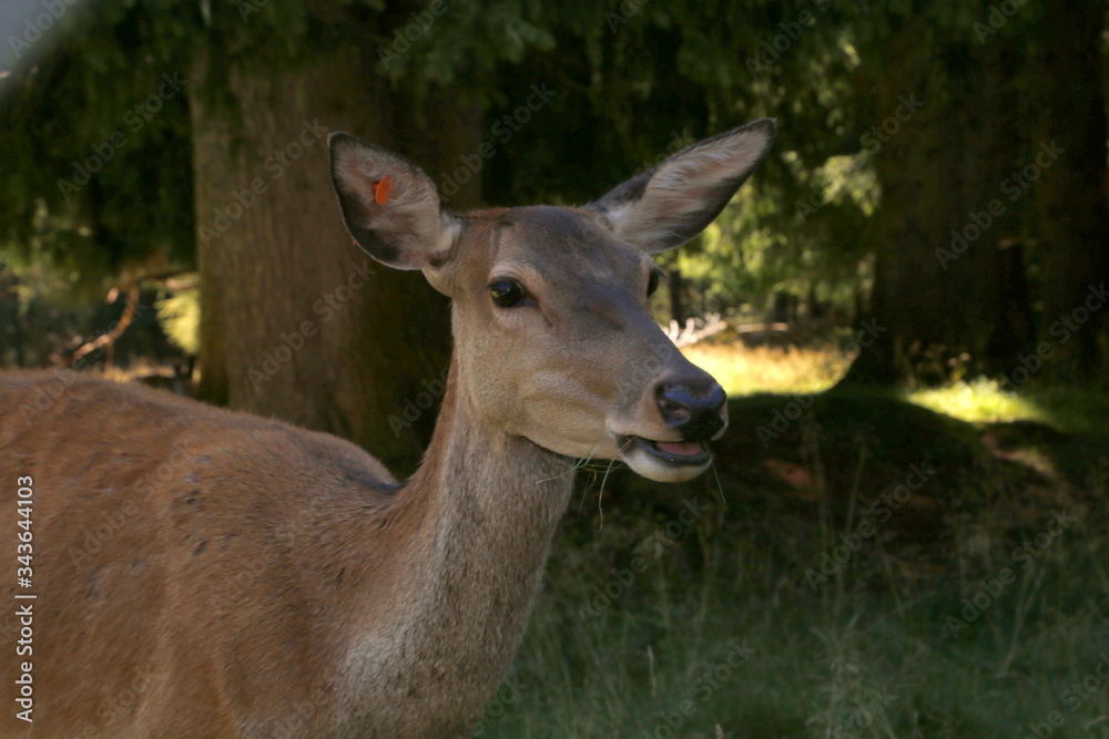 Wild deer stag standing calmly on meadow. Male Red Deer. Mature Red Deer Stag.