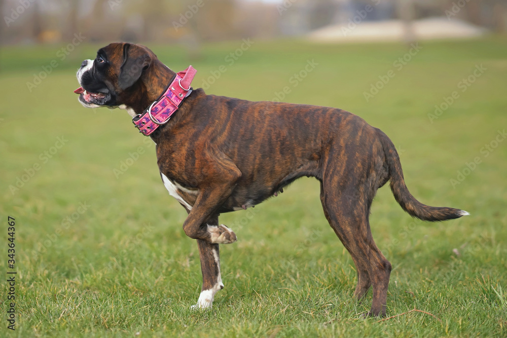 Brindle Boxer dog with natural ears and an undocked tail standing outdoors on a green grass wearing a soft pink collar Brindle Boxer dog with natural ears and an undocked tail standing outdoors on a green grass wearing a soft pink collar