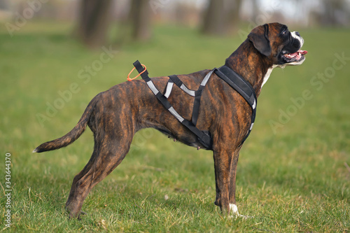 Obraz na plátně Brindle Boxer dog with natural ears and an undocked tail standing outdoors on a