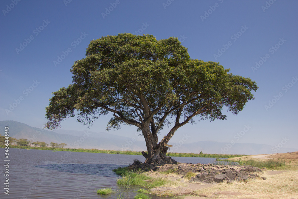 Babobab in the middle of the african steppe Babobab in the middle of the african steppe