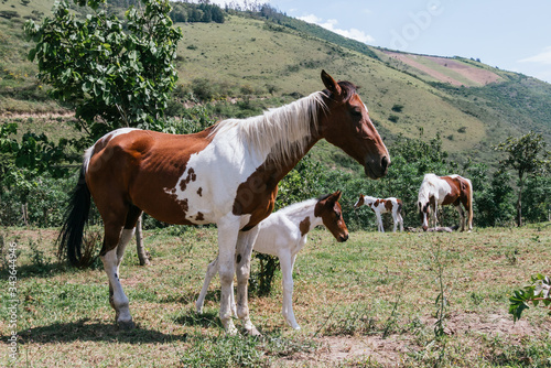 Mare and foal, mother and son pinto horses © Carlos