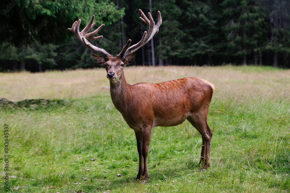 Fototapeta premium Wild deer stag standing calmly on meadow. Male Red Deer. Mature Red Deer Stag.