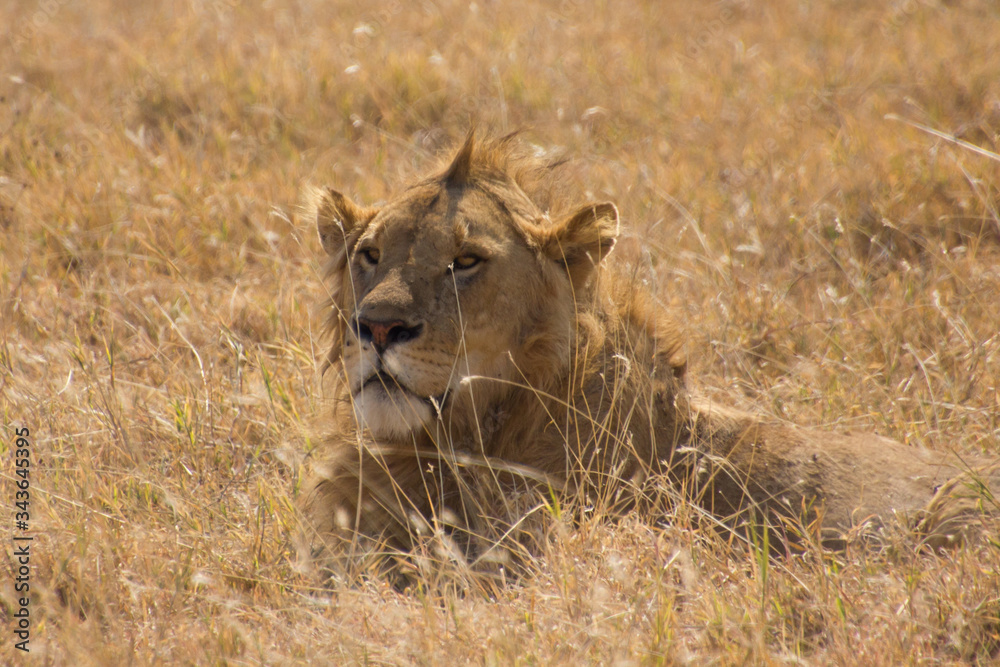 Close up of a male lion laying in the grass Close up of a male lion laying in the grass