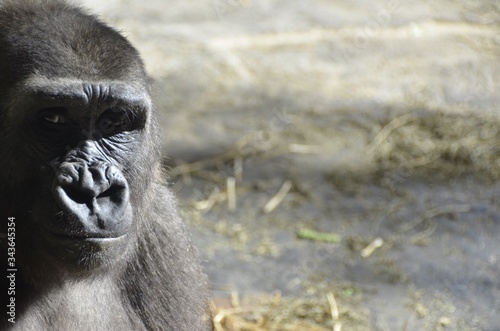 Close-up Portrait Of Gorilla