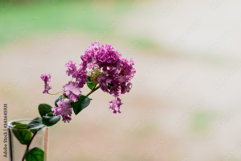 Obraz premium lilac flowers in the garden