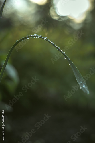 Raindrops on a green blade of grass in the garden on a green background.