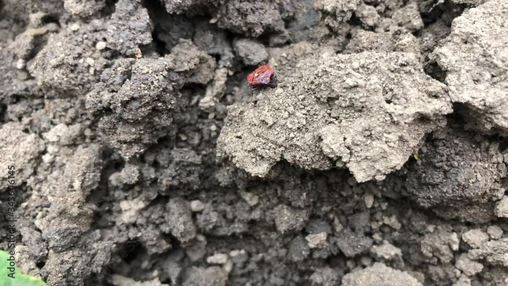 beetle fireman crawling on the ground, insect life beetle fireman crawling on the ground, insect life