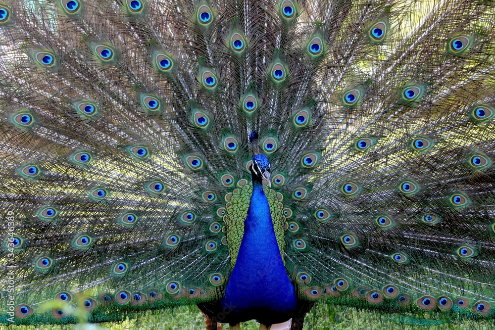 Obraz premium peacock with feathers out