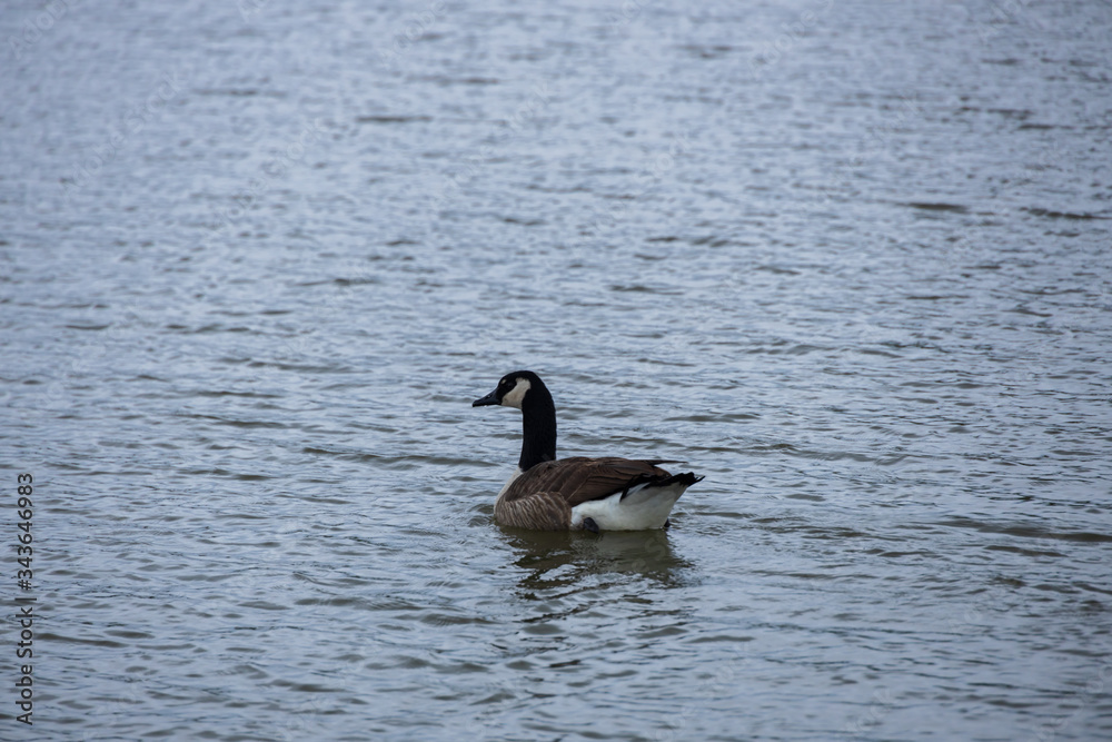 Canada goose swimming in the lake