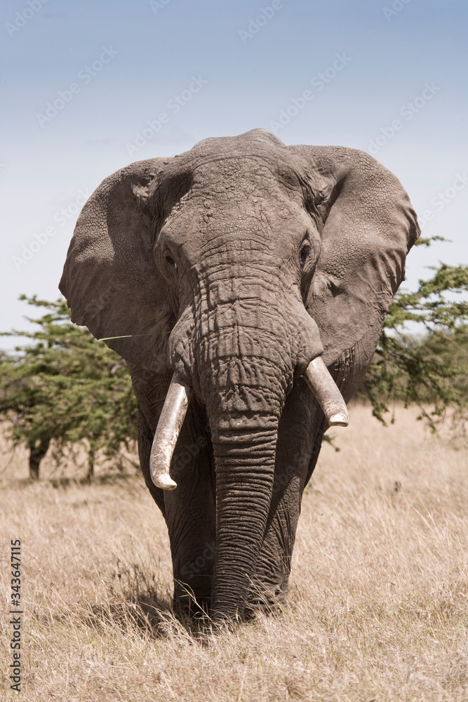 African Elephant, walking in the arid grasslands of the Maasai Mara, Kenya