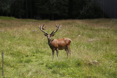 Wild deer stag standing calmly on meadow. Male Red Deer. Mature Red Deer Stag.