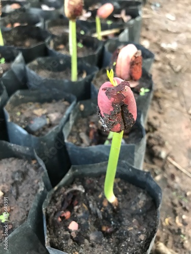 young woman planting a tree