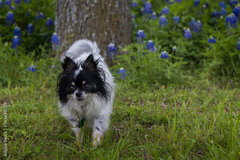 Black and white Chihuahua in Bluebonnet field Black and white Chihuahua in Bluebonnet field