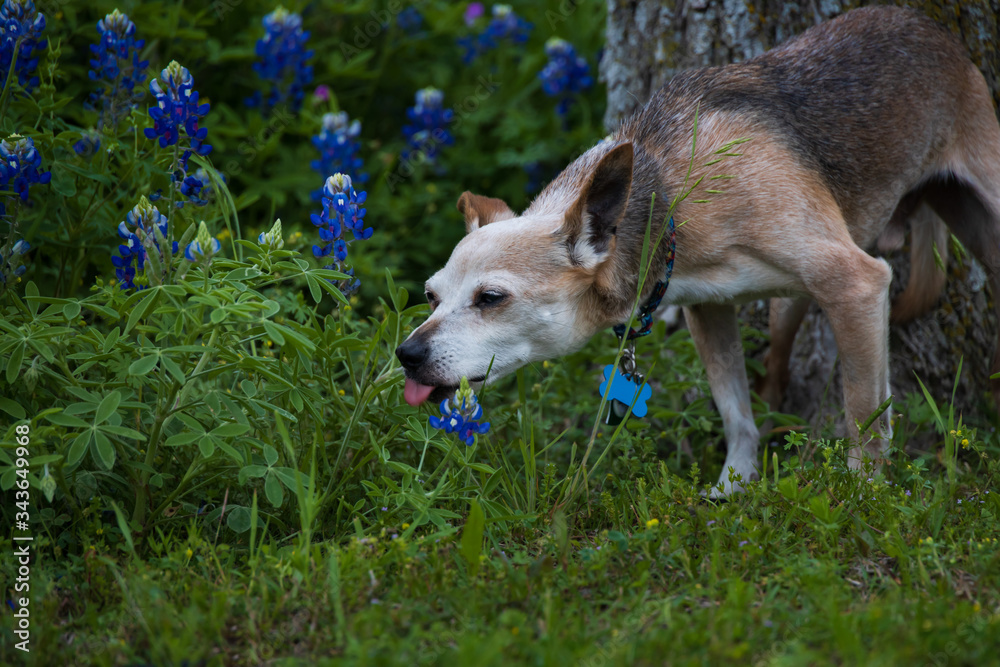 Brown Chihuahua in Bluebonnet field Brown Chihuahua in Bluebonnet field