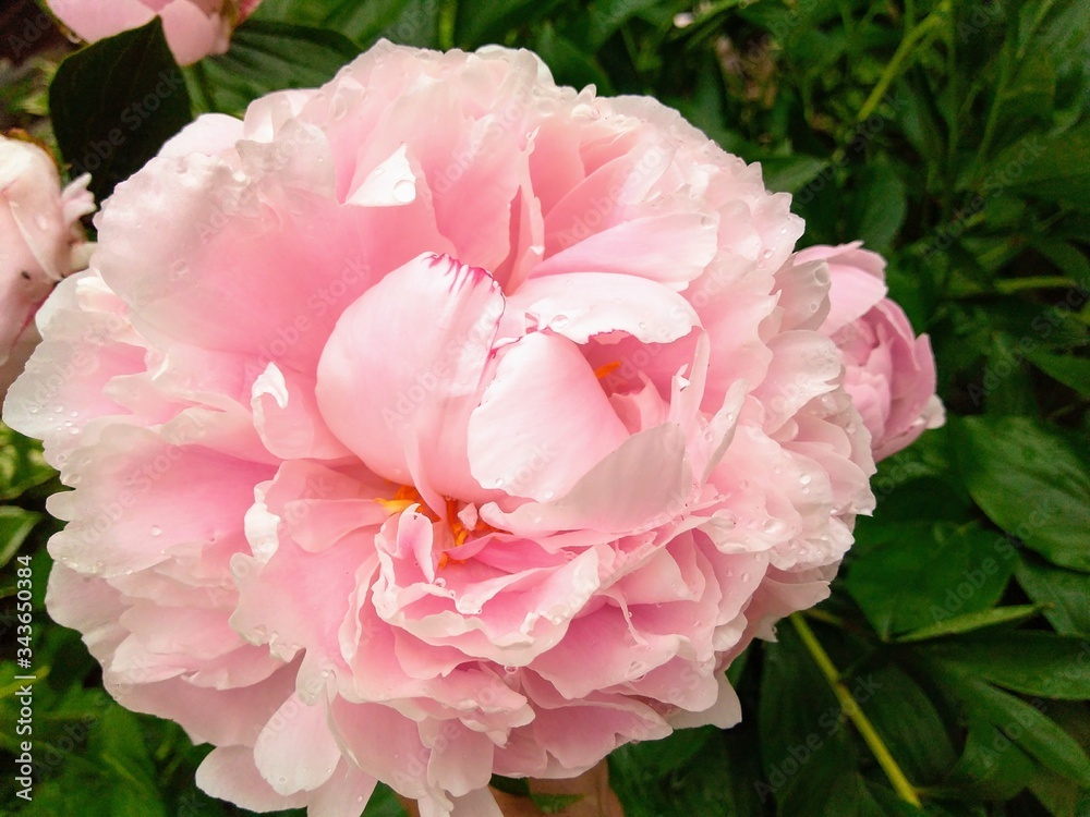 Fototapeta premium pink rose bush