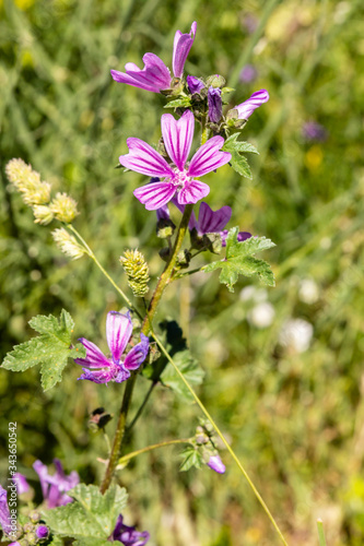 Fototapeta Naklejka Na Ścianę i Meble -  wild flowers in the garden