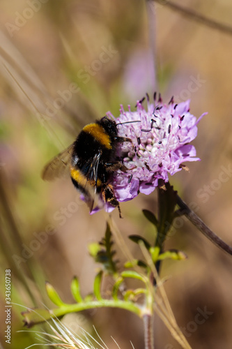 bee on a flower