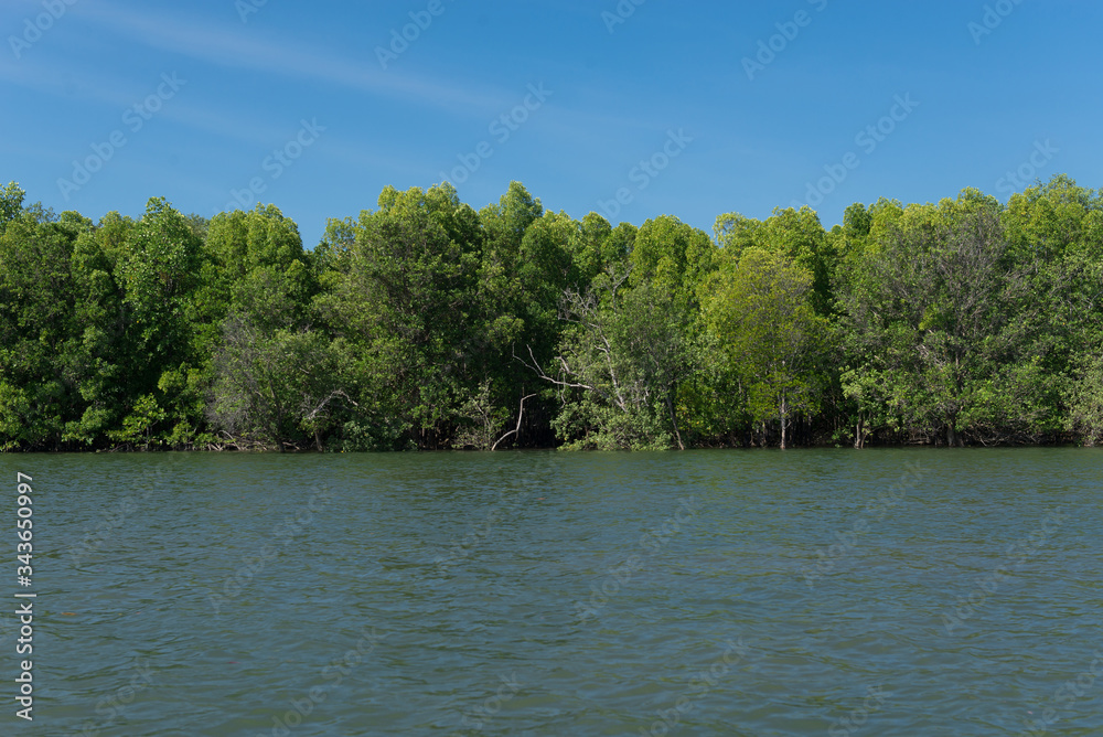 Mangrove forest in beautiful nature with blue sky on summer Mangrove forest in beautiful nature with blue sky on summer