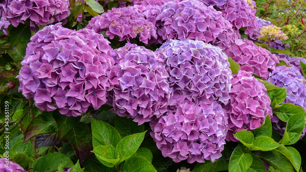 Purple Hydrangea bush with large flower blooms Purple Hydrangea bush with large flower blooms