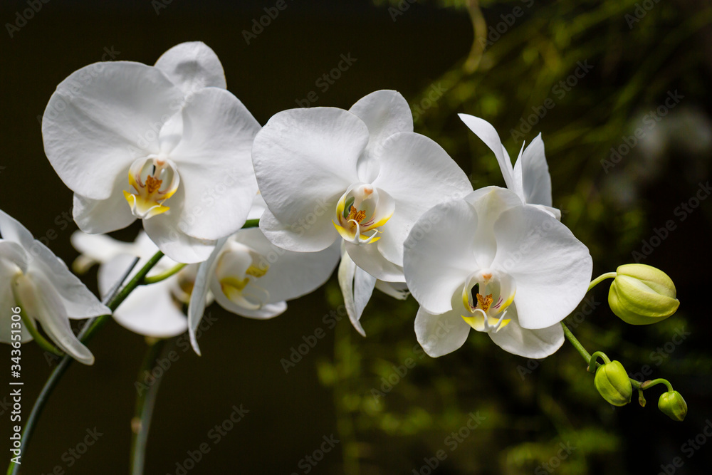 Obraz premium biały kwiat orchidei