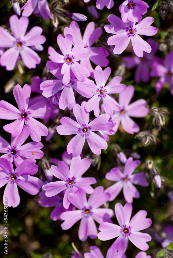 紫色の芝桜