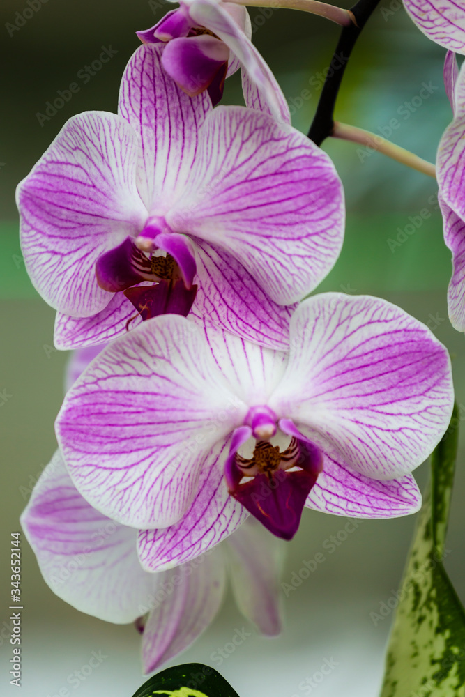 Fototapeta premium Orchids