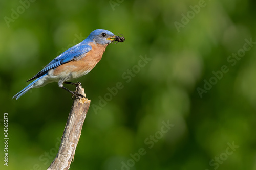 A male eastern bluebird eating an insect